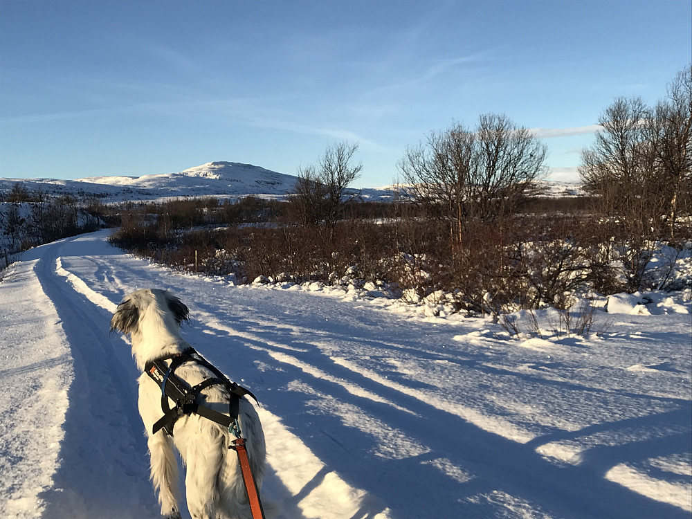 Trym ser mot Nonstjønnkampen. Ikke lenger i dag!
