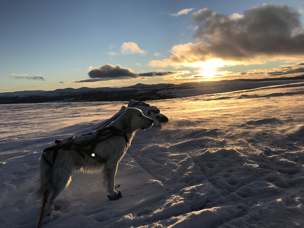 Trym på Vetafjellet