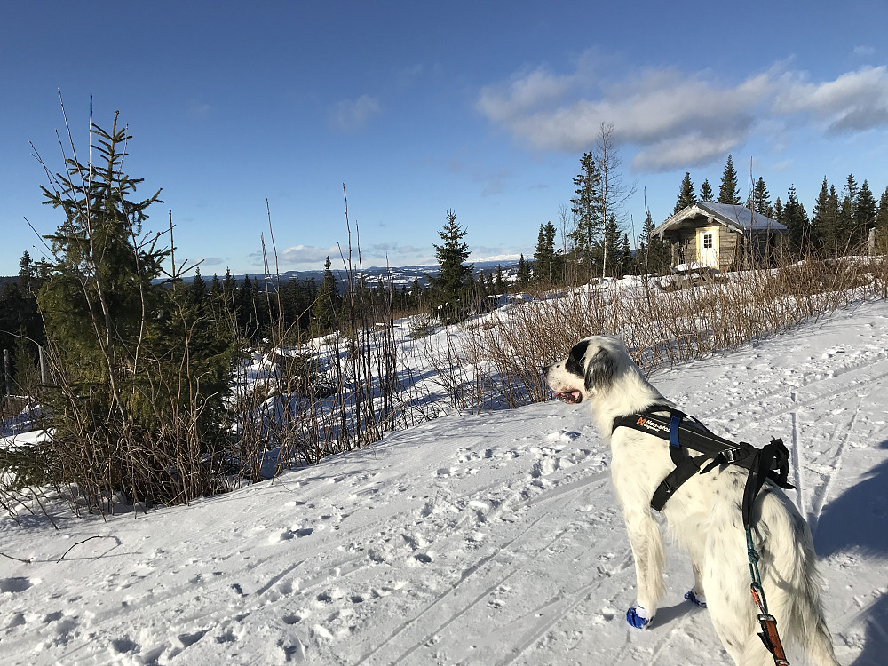 Mot Synnfjellet fra Glæstadhøgda