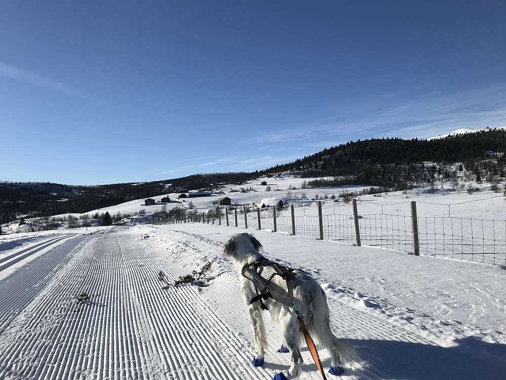 Hornsjøsetra