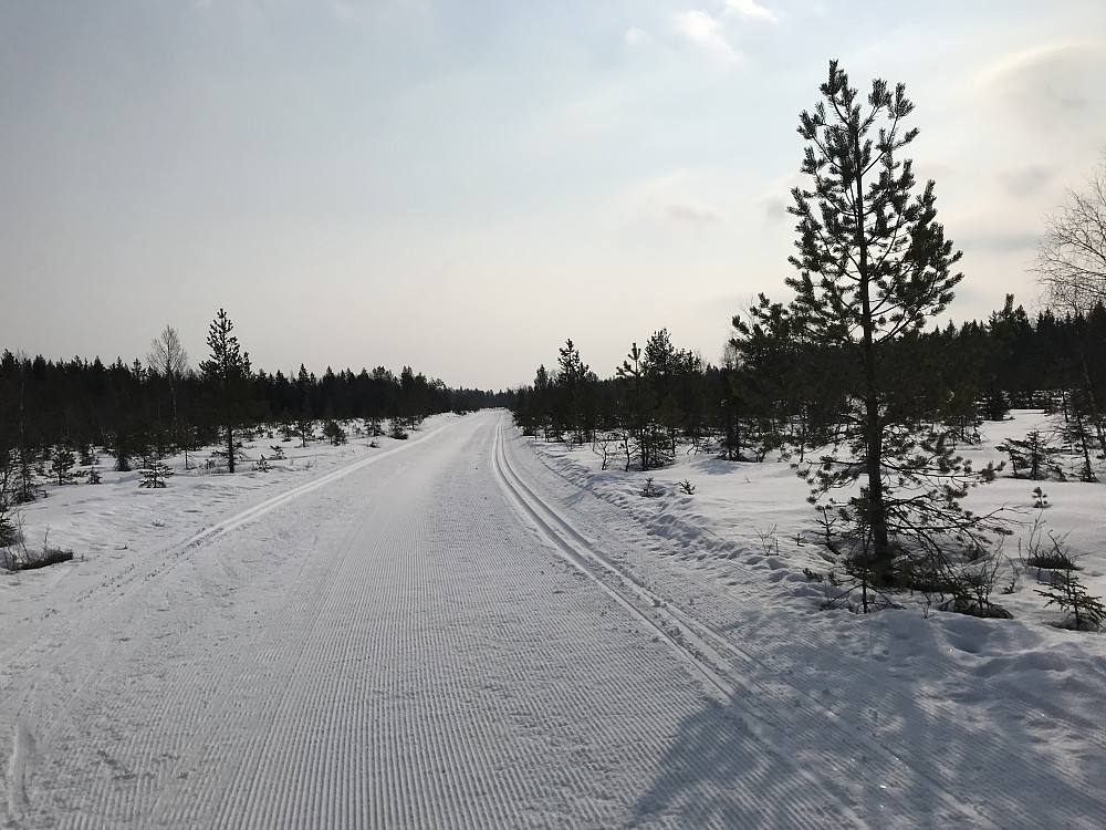 Røgardsmyra