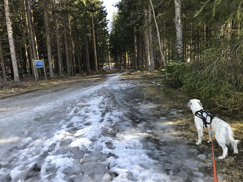 Ikke rare skiføret i lysløypa akkurat her.