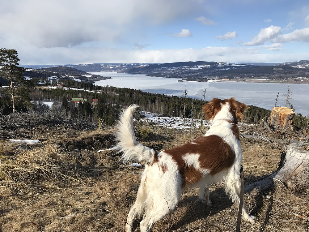Utsikt nordover mot Mjøsbrua på turen med Bonzo