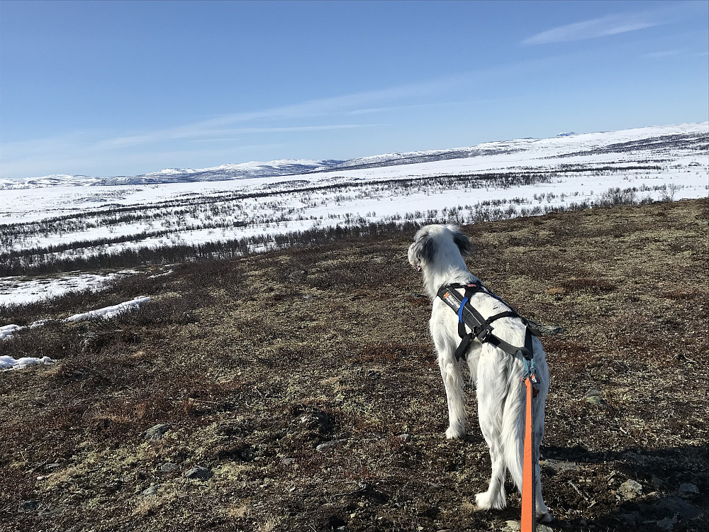 Trym på Skomakeråsen