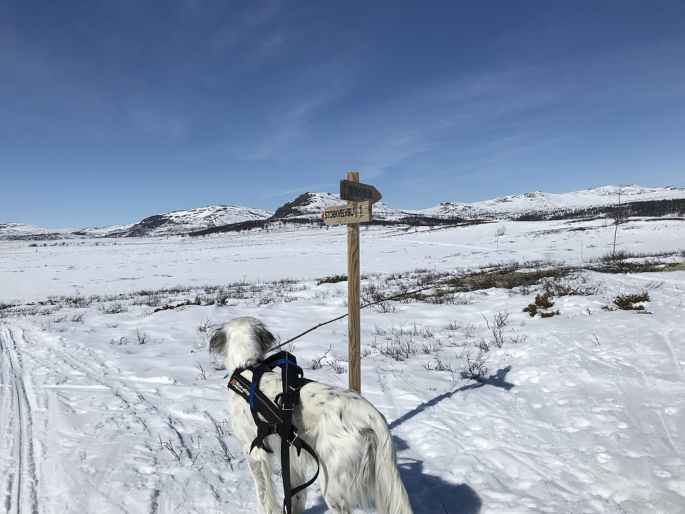 Løypekryss