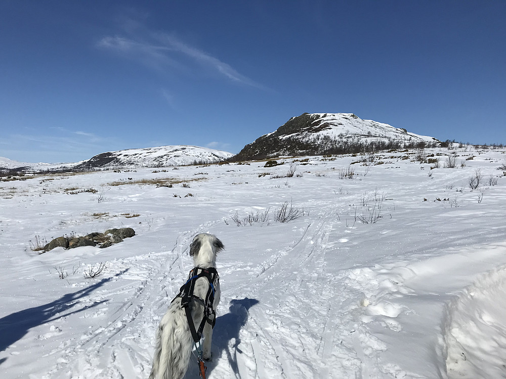 På tur til Nordbua