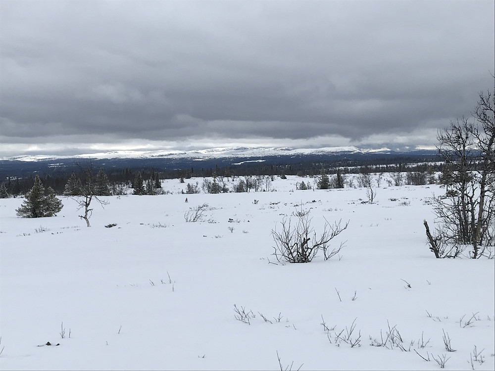 Høglikollen