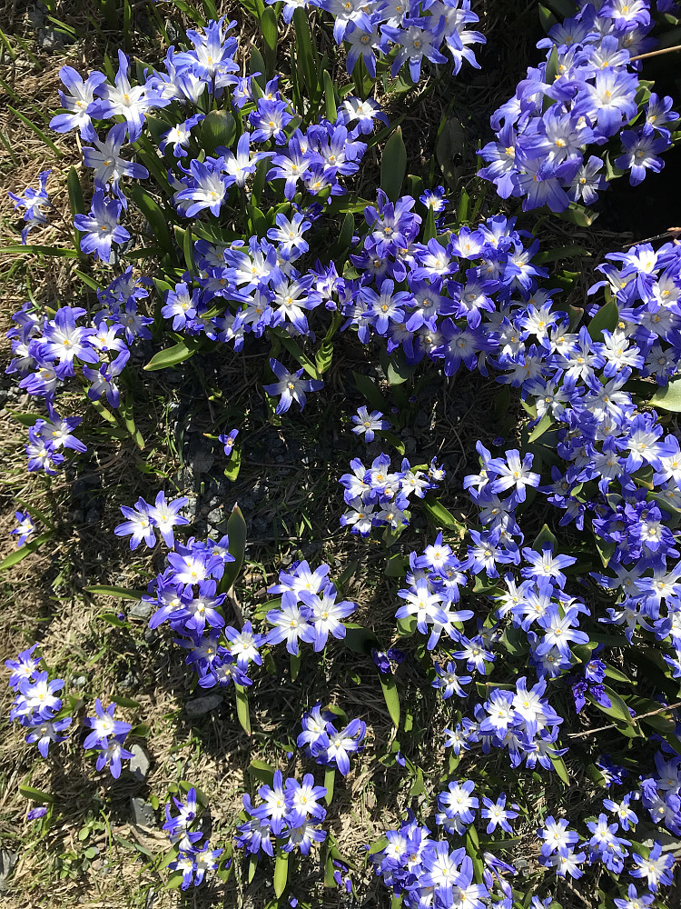Det blomstrer i hagen også