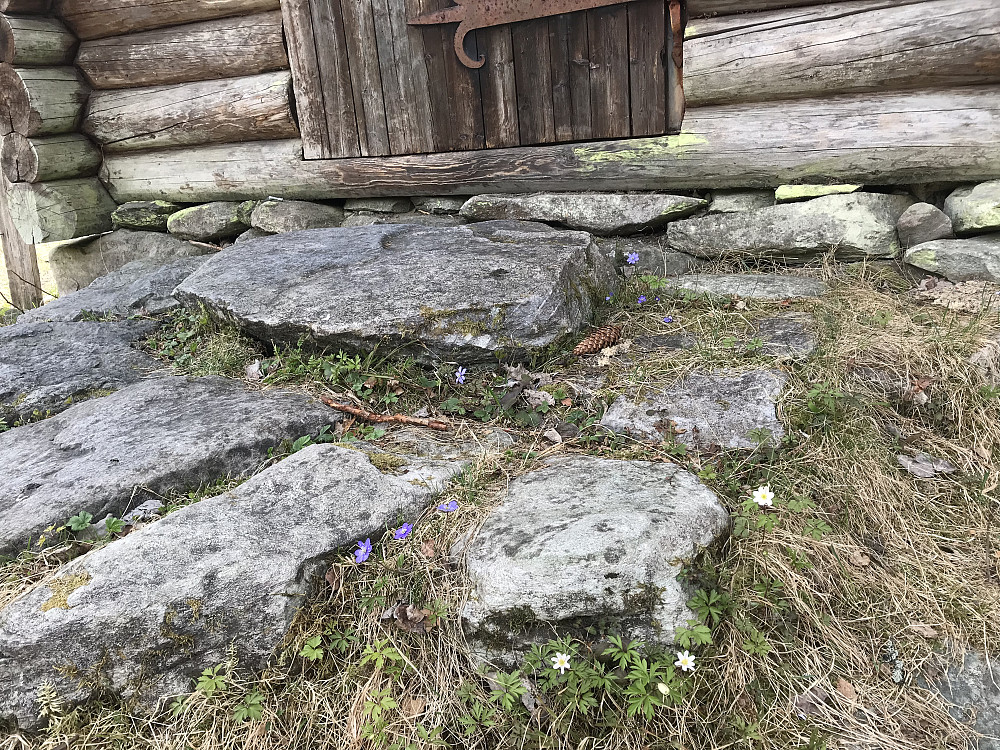 Blåveis og hvitveis blomstra ved steinhellene 
