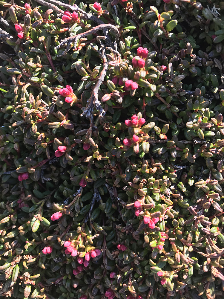 Greplyngen er i ferd med å blomstre