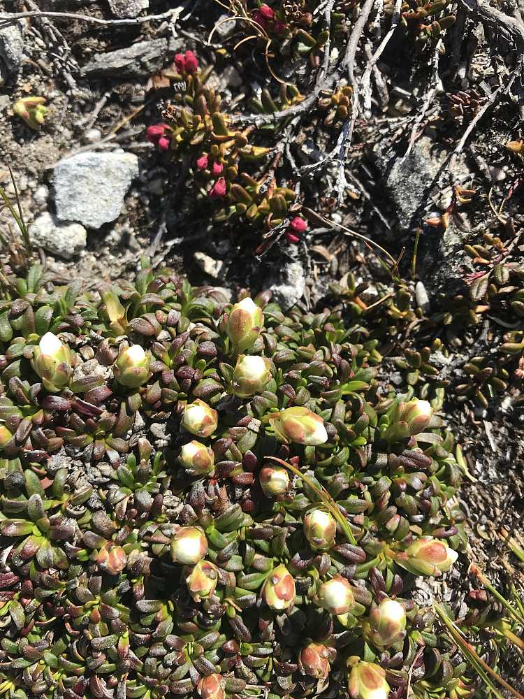 Fjellpryd i knopp