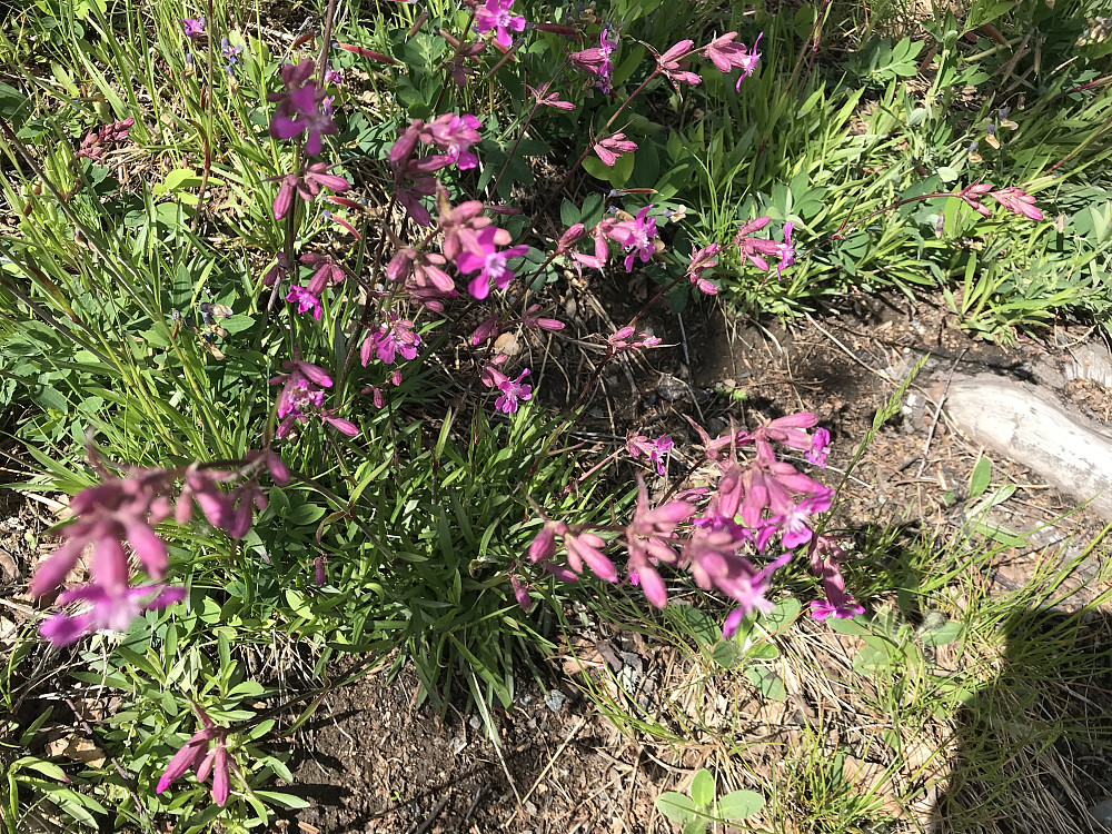 Tjæreblomster