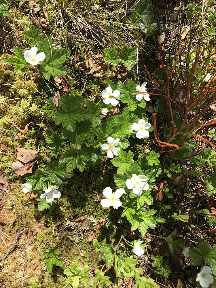 Masse molteblomster ved Bikkjebakkmyra