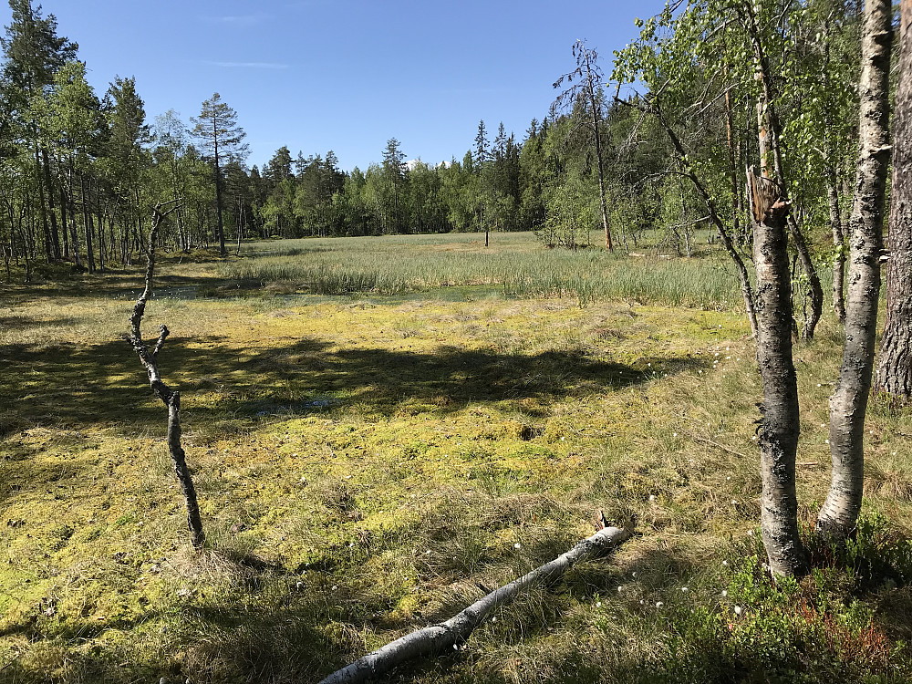 Bikkjebakkmyra
