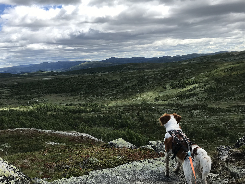 Langråkahaugen