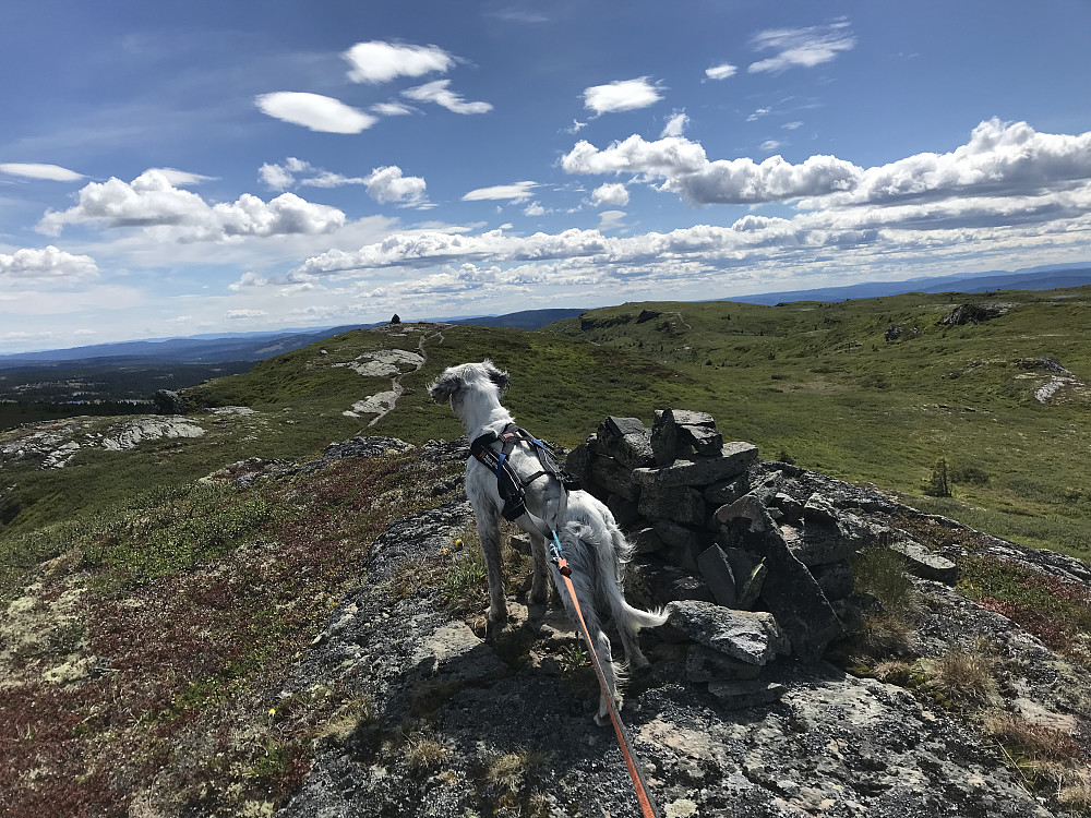 Trym på Hindalsfjellet