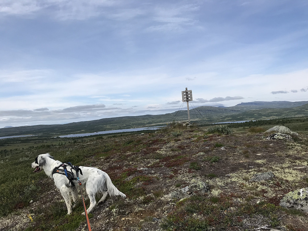 Skomakeråsen