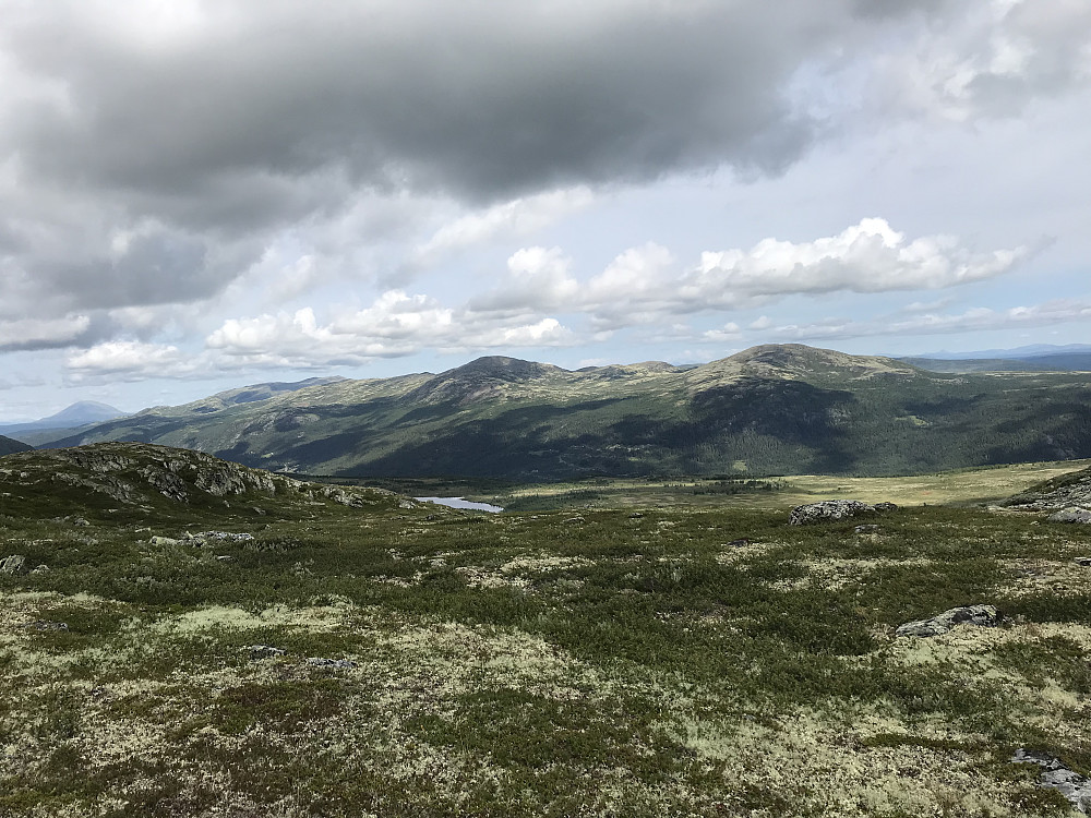 Gråhøer