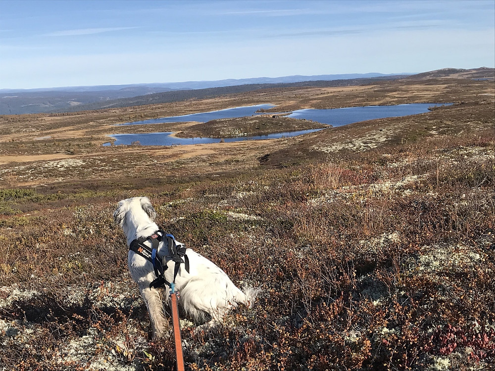 Kroktjønnet