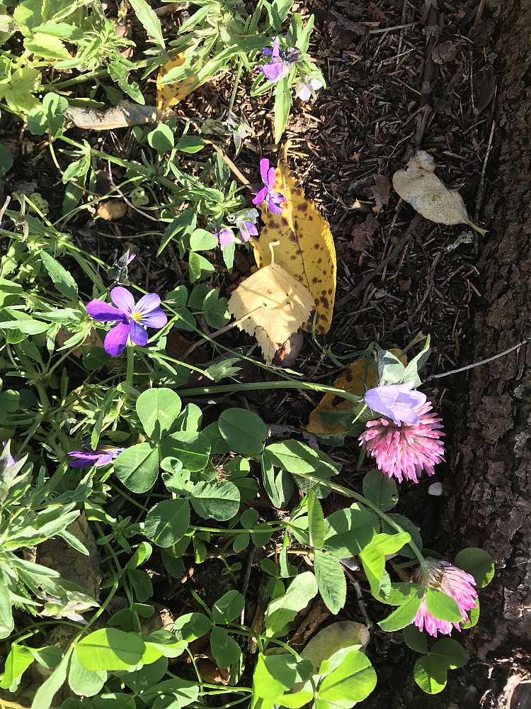 Blomster på Bergstoppen i dag