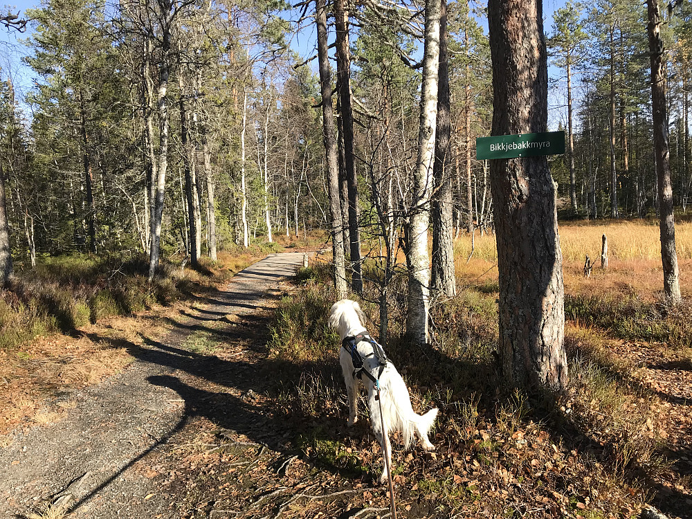 Bikkjebakkmyra