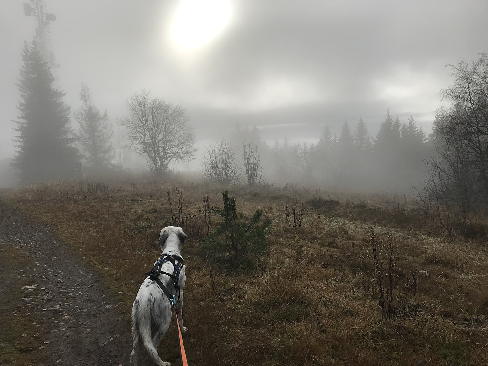 Nesten over tåka på Bergstoppen