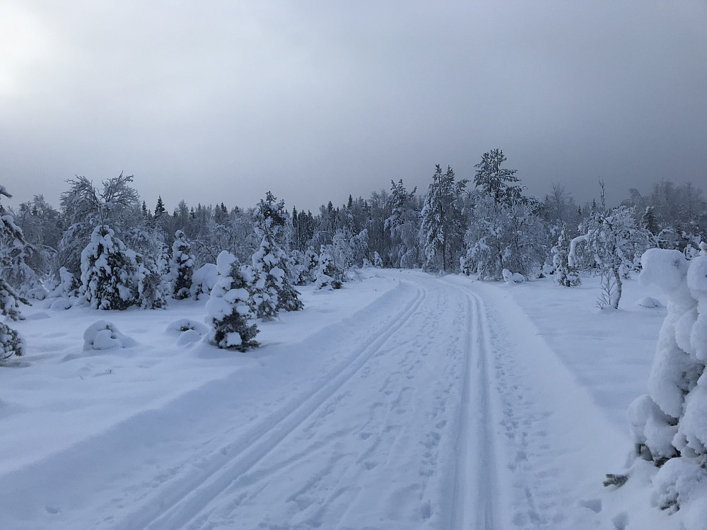 Nykjørte løyper i dag, bortsett fra siste biten fra Rødgardsmyra mot Hørstadskogen, der bildet er tatt