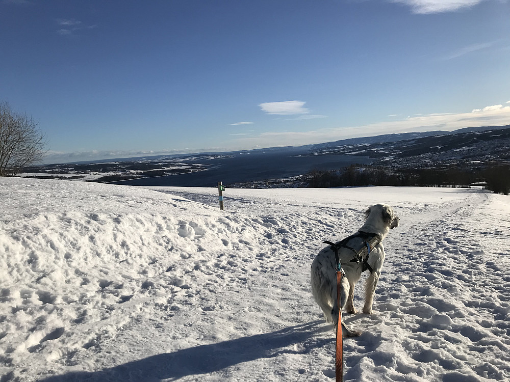 Ned fra Bergstoppen