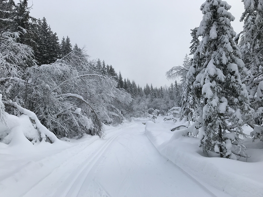 Geitmyra mellom Furumoen og Skistua 