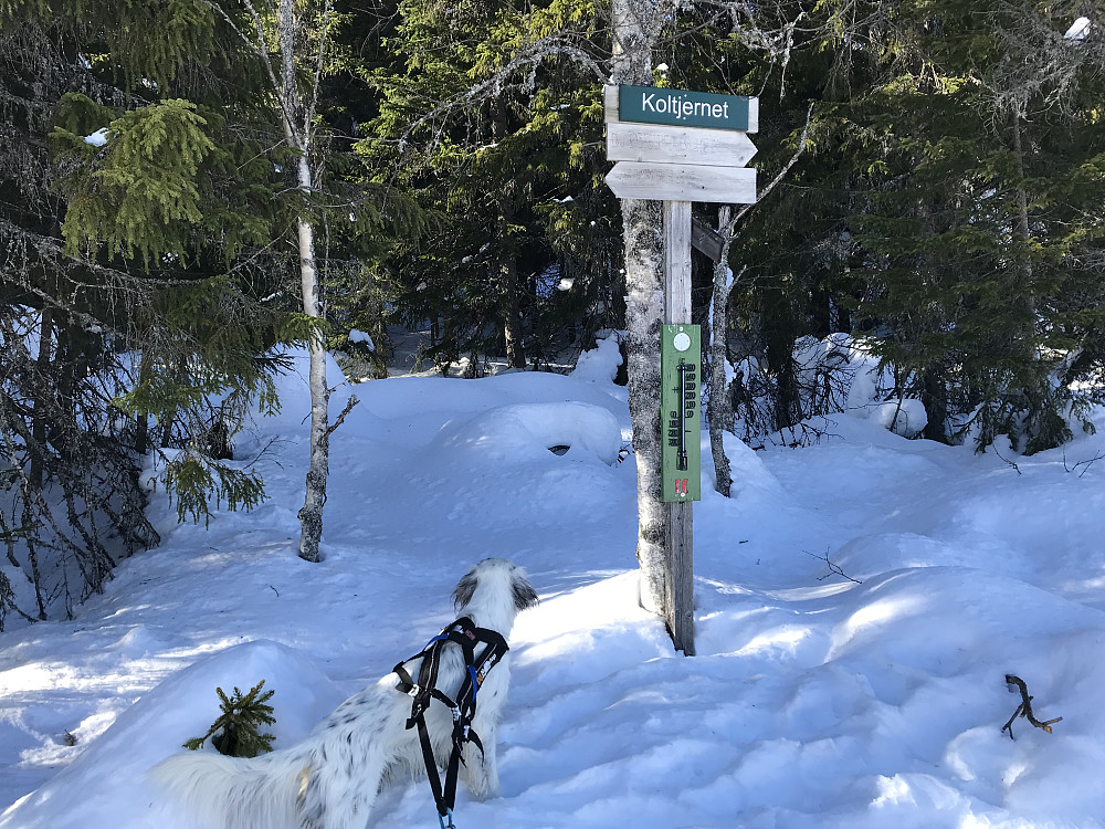 Koltjernet