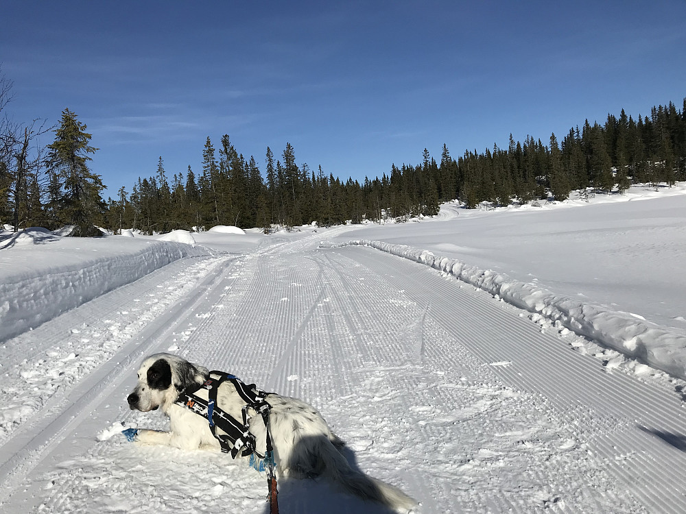 Koltjernet