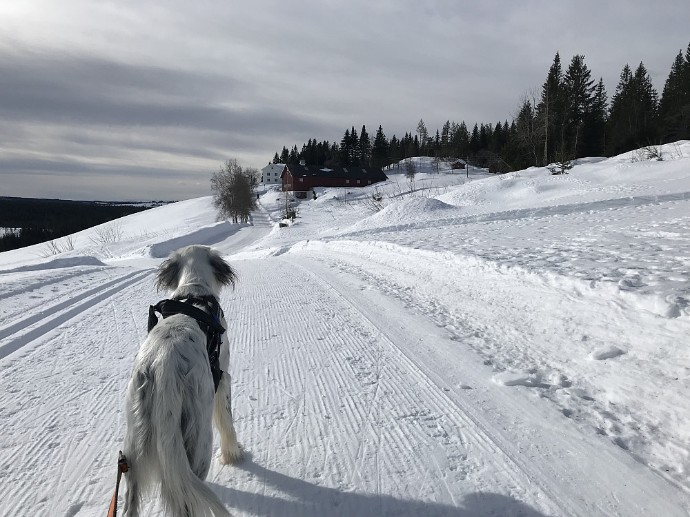 Solbjør
