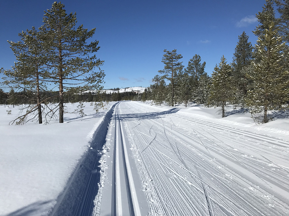 Røgardsmyra