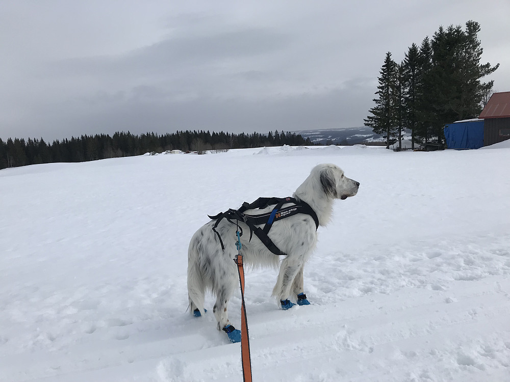 Trym på Blivgodt