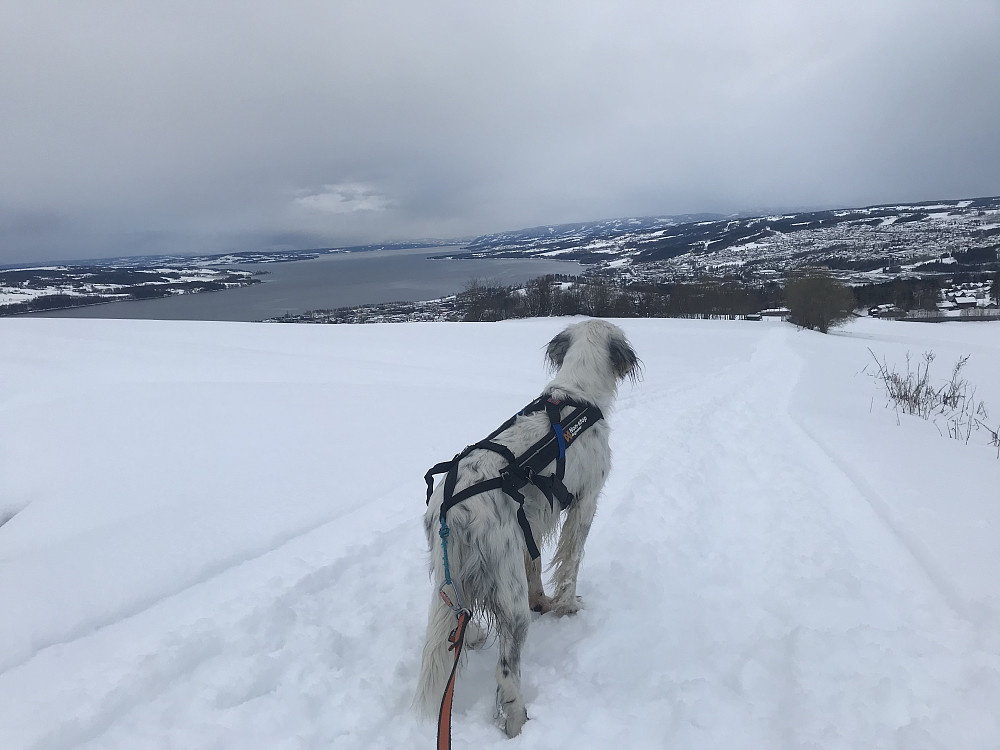 Blir ingen våronn i april i år!