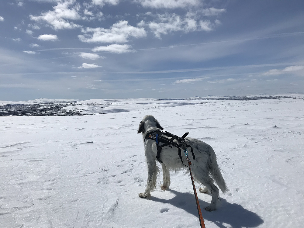 Trym på Vetafjellet