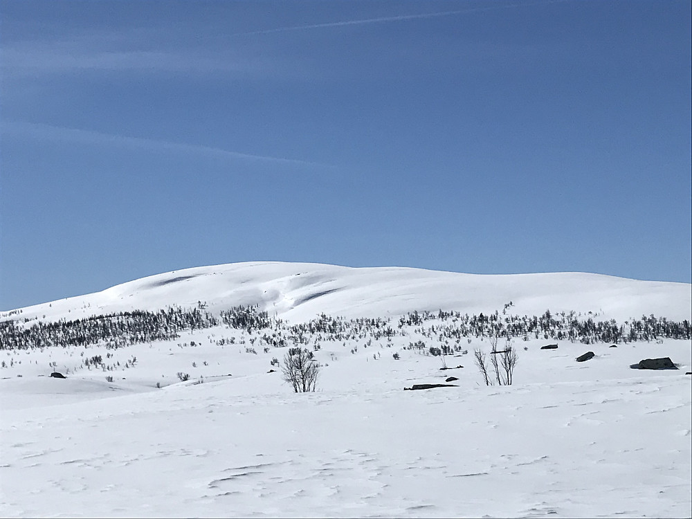 Risåhøgda