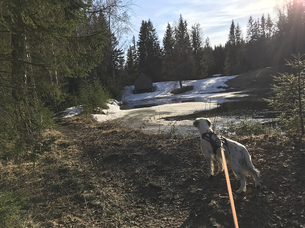Eiktunet
