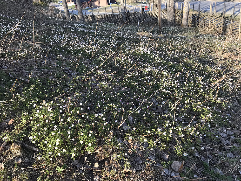Kvitveis på Eiktunet
