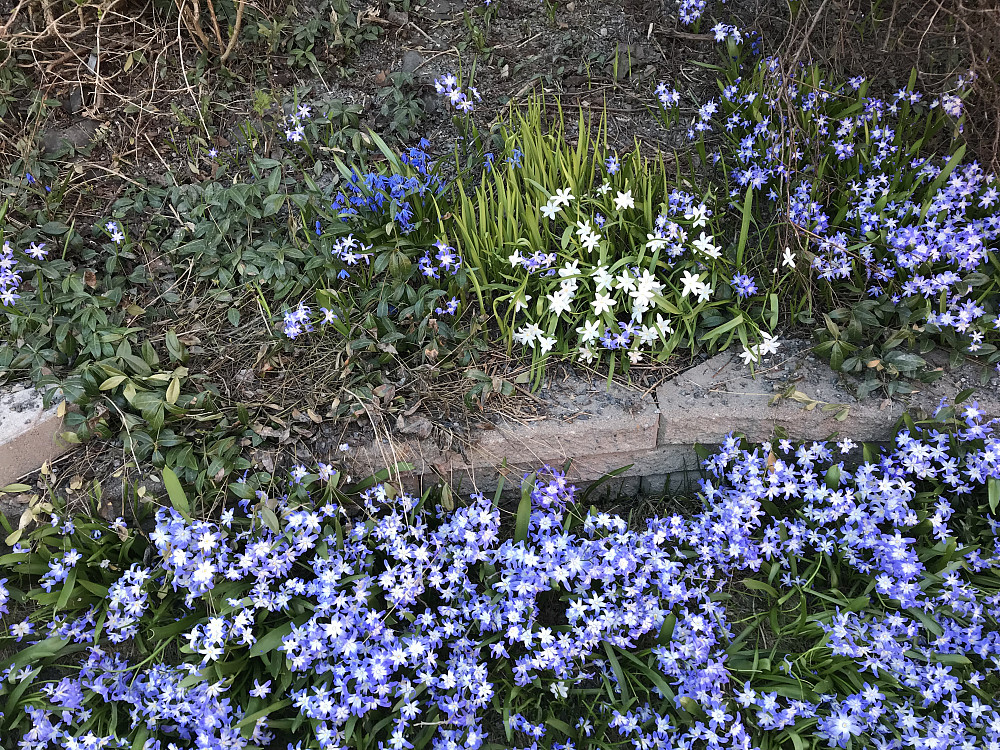 Vårblomster i hagen