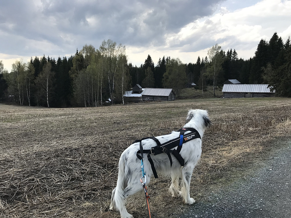 Bjørka blir grønn til 17.mai på Eiktunet! Men våronna på Bergsjordet har enda ikke kommet igang. 