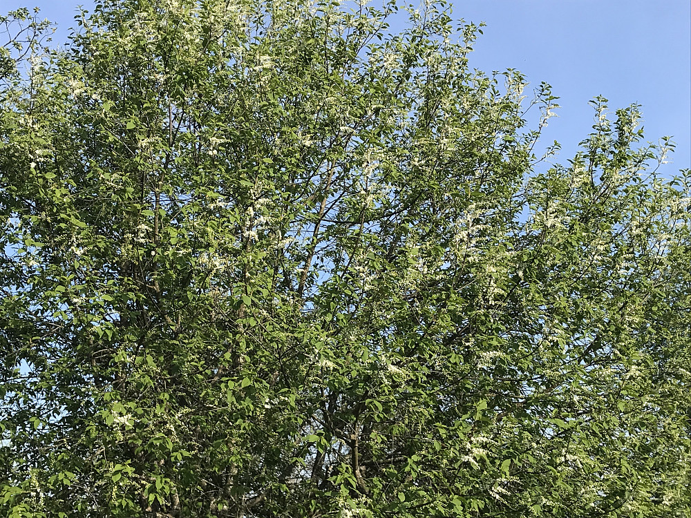 Og plutselig blomstrer heggen