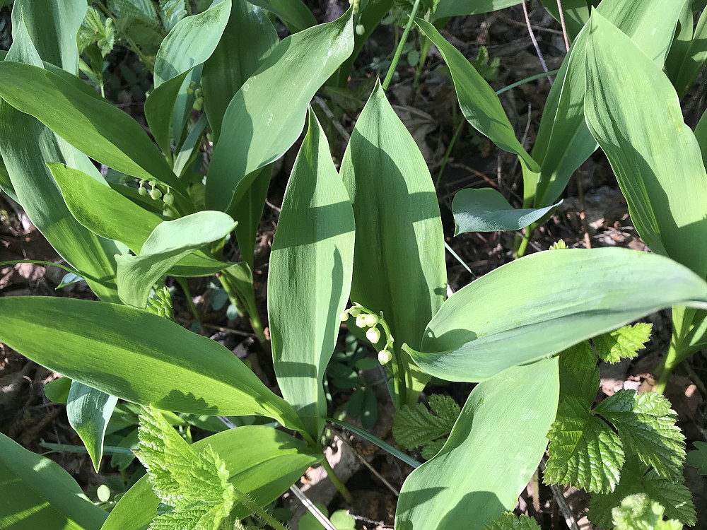 Snart blomstrer liljekonvallen