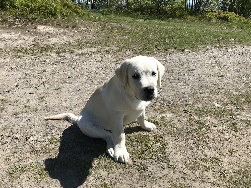 Dagens turkamerat