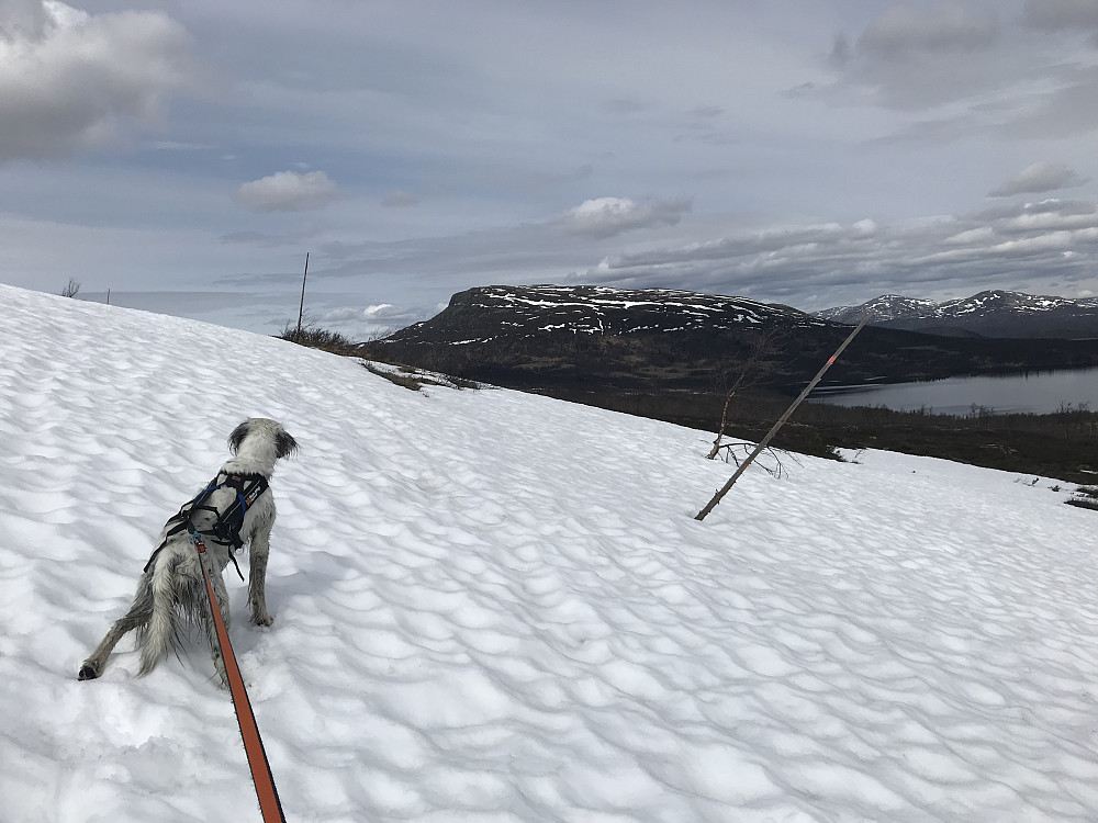 På veien opp mot Vetafjellet