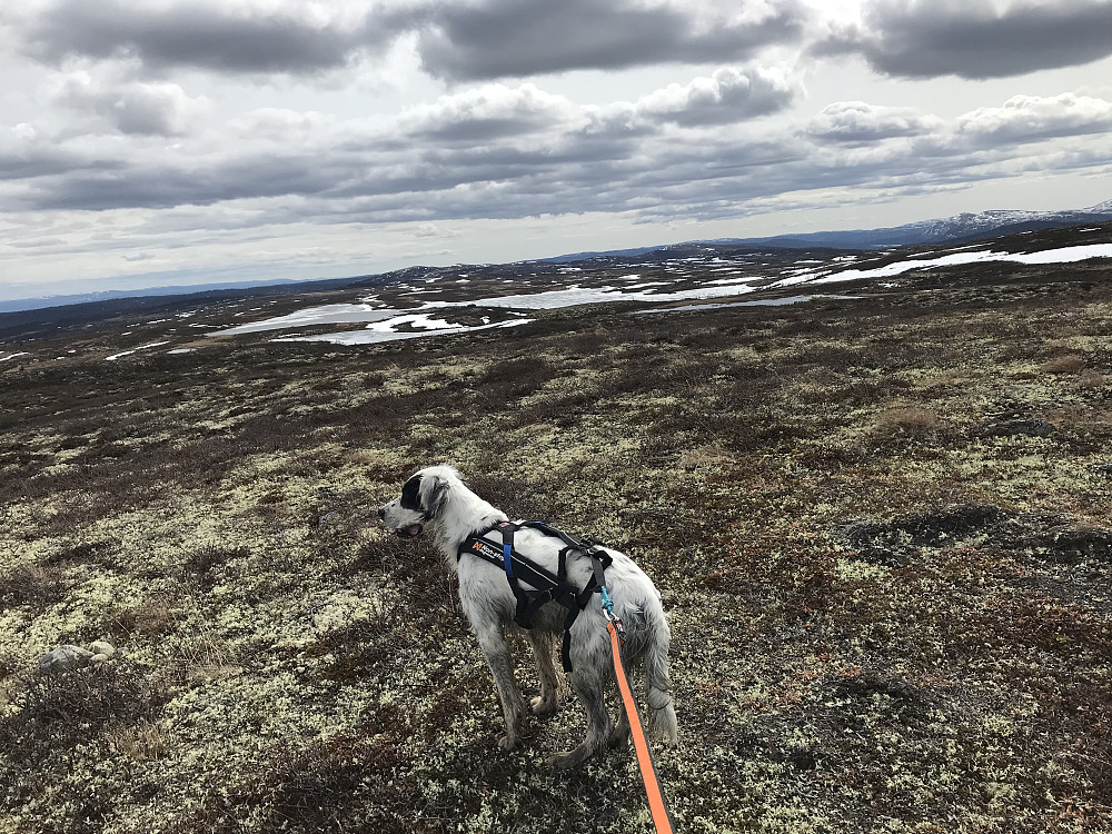 Is enda på Kroktjønnet