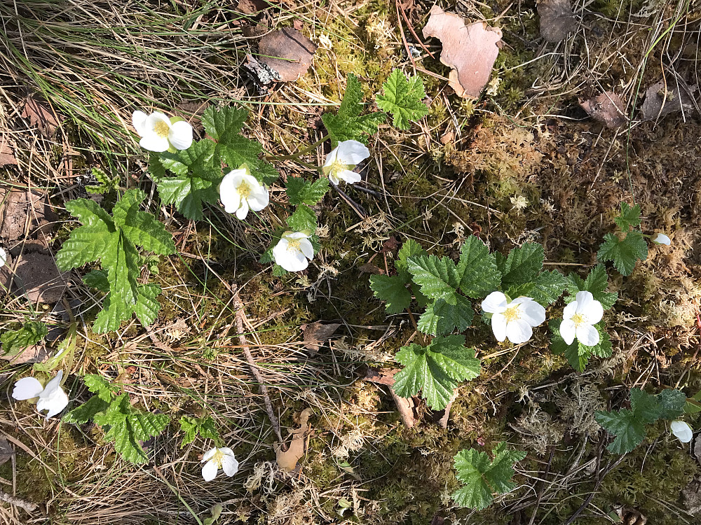 Molteblomster på Bikkjebakkmyra