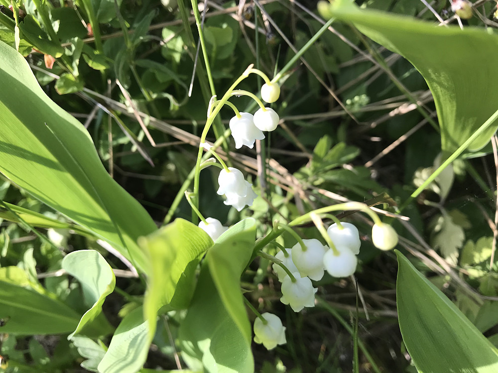 Liljekonvallen blomstrer enda på baksida av Bergstoppen