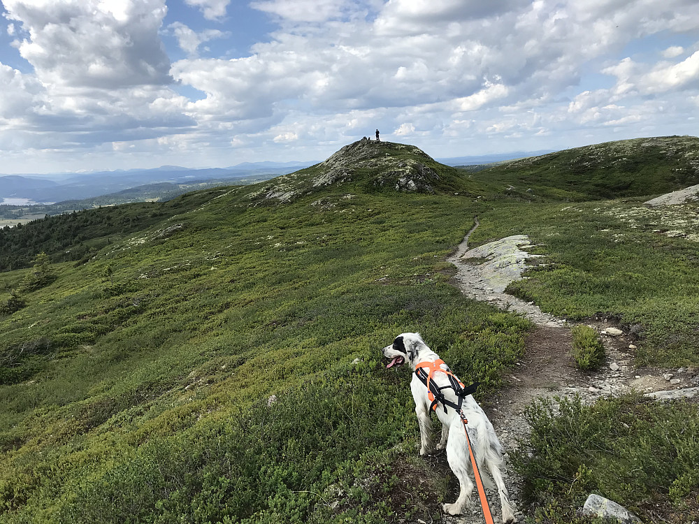 Synnøve og hundene på Hindalsfjellet
