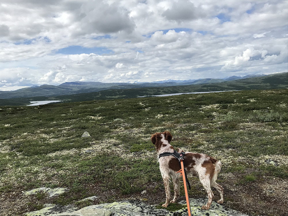 Vetafjellet
